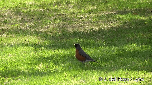 American Robin (migratorius Group) - ML201443191