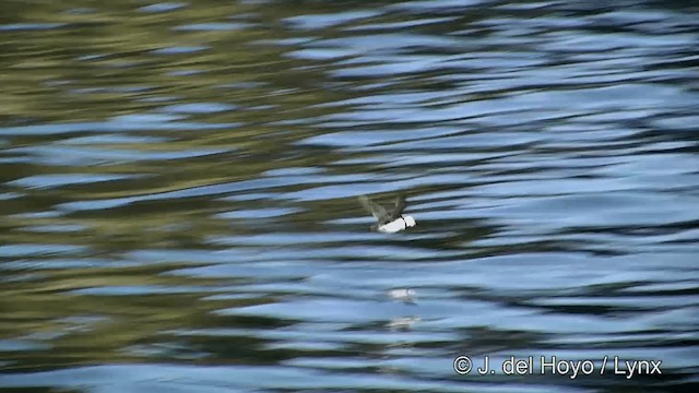 Horned Puffin - ML201443211