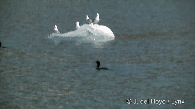 Double-crested Cormorant - ML201443231