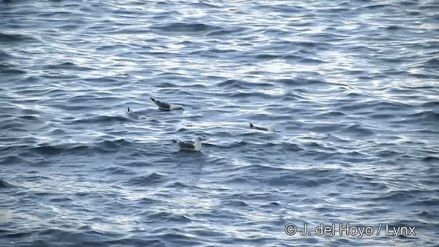 Black-legged Kittiwake (pollicaris) - ML201443241