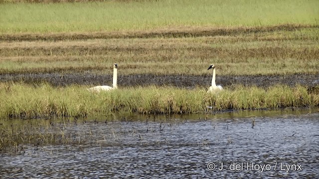 Trumpeter Swan - ML201443251