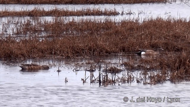 Ahate txistulari amerikarra - ML201443261