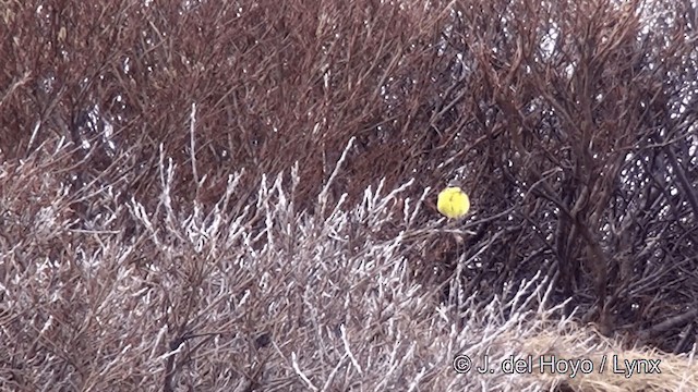 Eastern Yellow Wagtail (Eastern) - ML201443371