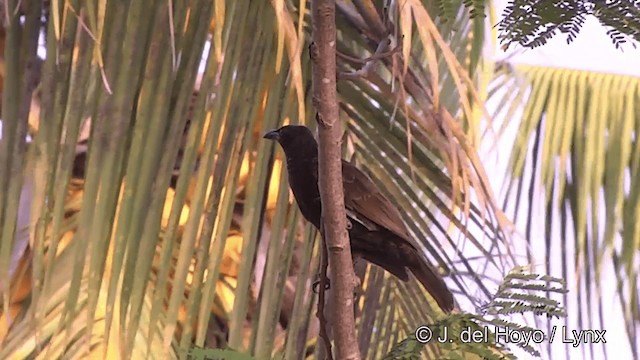 Samoan Starling - ML201443401