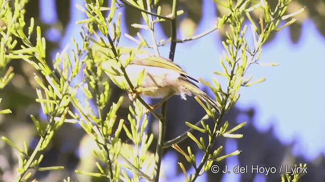 Méliphage foulehaio - ML201443411