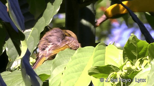Méliphage foulehaio - ML201443421
