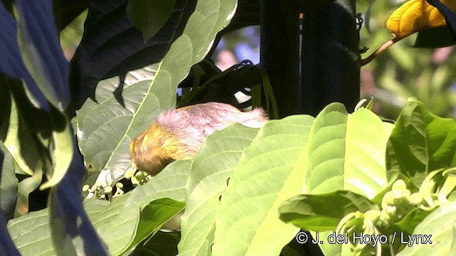 Méliphage foulehaio - ML201443431