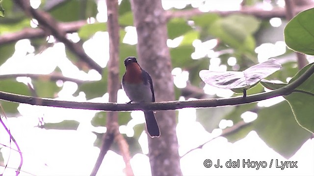 Samoan Flycatcher - ML201443481