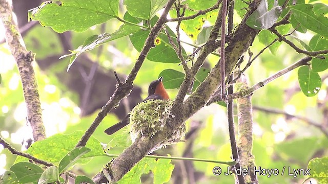 Samoan Flycatcher - ML201443491