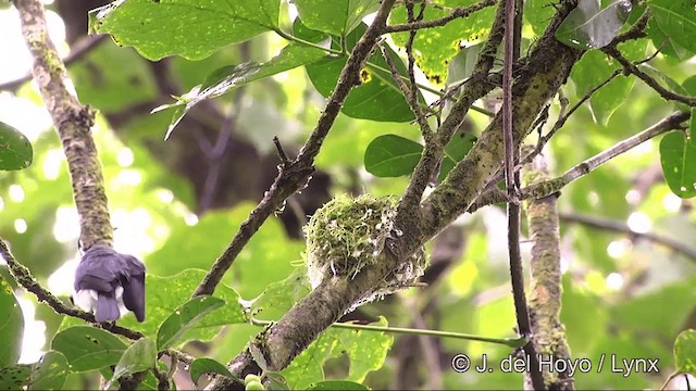 Samoan Flycatcher - ML201443501