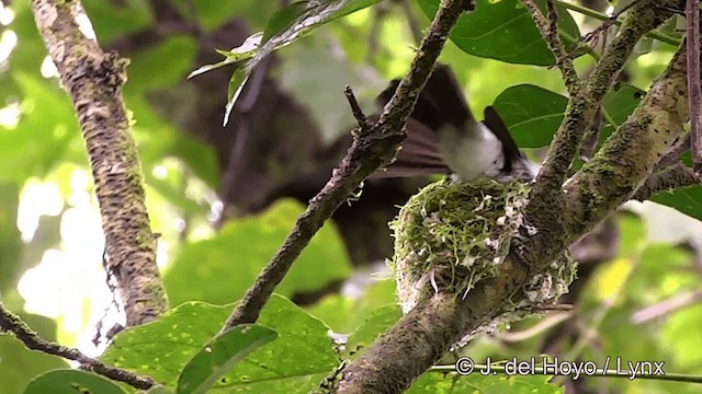 Samoan Flycatcher - ML201443511