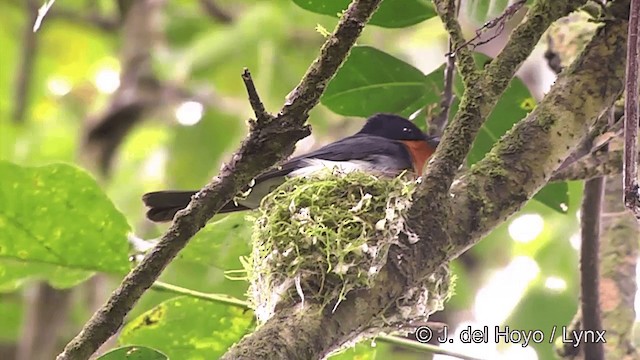 Samoan Flycatcher - ML201443521