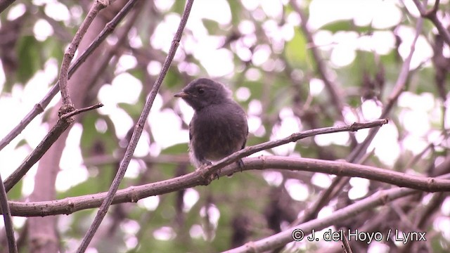 Samoan Fantail - ML201443591