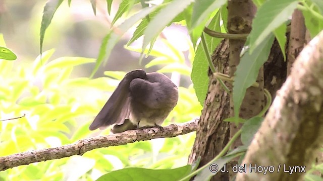 Samoan Fantail - ML201443601