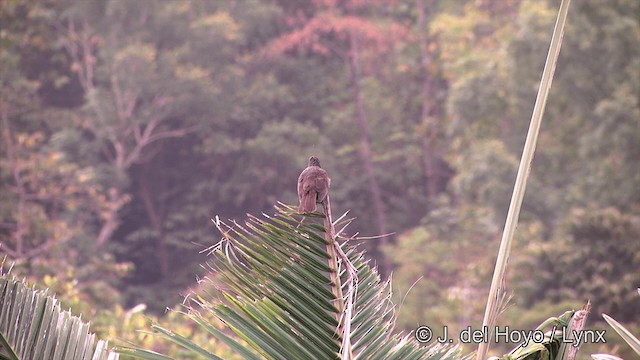 Estornino de Samoa - ML201443611