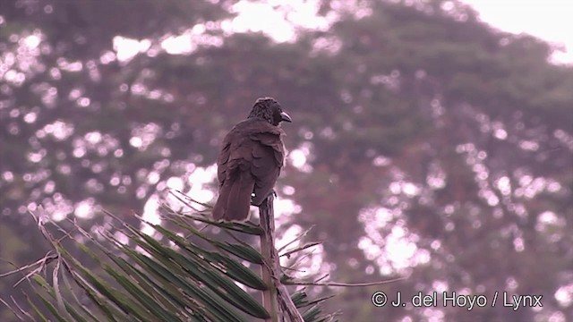 Estornino de Samoa - ML201443621