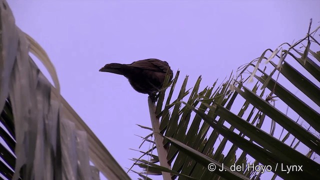 Samoan Starling - ML201443631