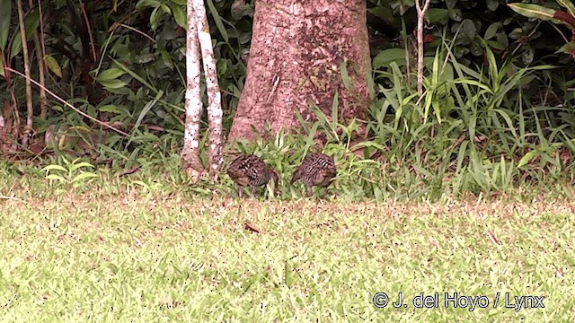 Buff-banded Rail - ML201443731