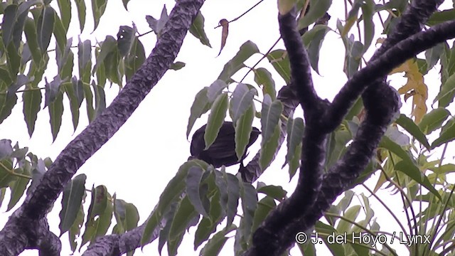 Samoan Starling - ML201443821