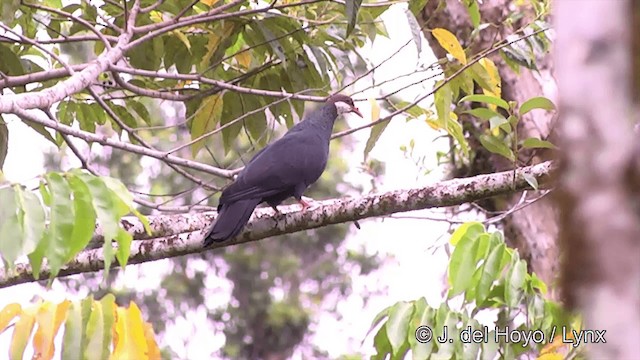 Metallic Pigeon (Samoan) - ML201443831