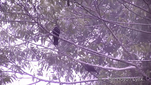 Metallic Pigeon (Samoan) - ML201443841