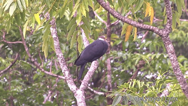 Metallic Pigeon (Samoan) - ML201443851