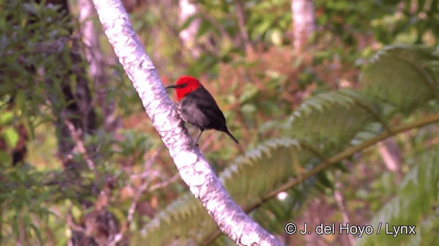 Samoan Myzomela - ML201443871