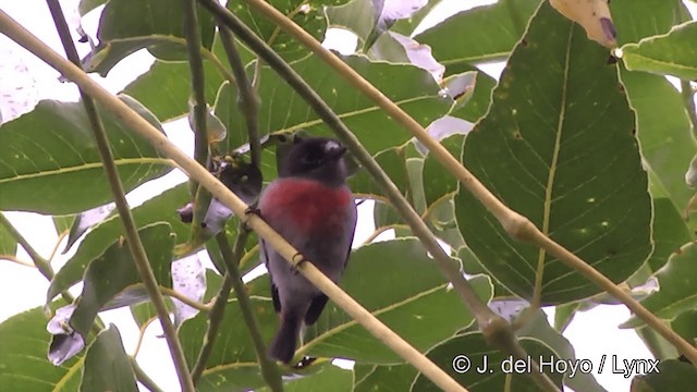 Pacific Robin (Samoan) - ML201443881