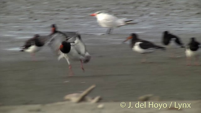 Variable Oystercatcher - ML201443921