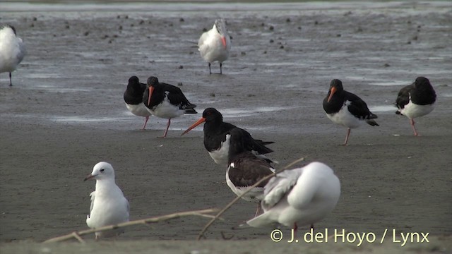 Variable Oystercatcher - ML201443931