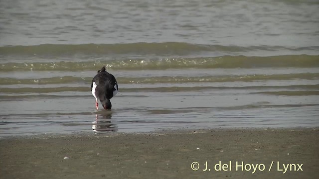 Variable Oystercatcher - ML201443951