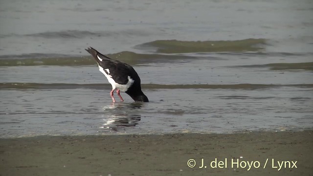 Variable Oystercatcher - ML201443961