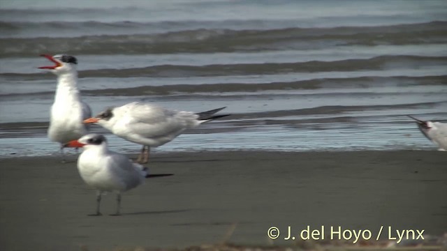 Caspian Tern - ML201444051