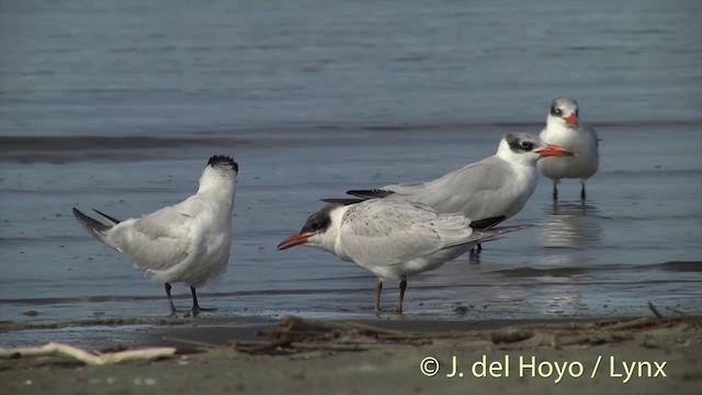 Caspian Tern - ML201444061