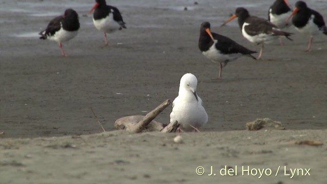 Black-billed Gull - ML201444071