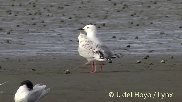 Black-billed Gull - ML201444081