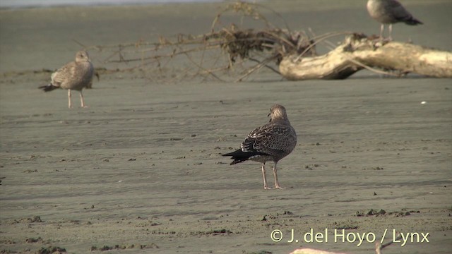 Goéland dominicain - ML201444101