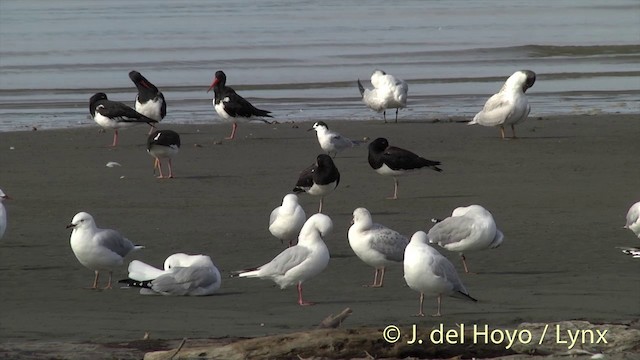 Silver Gull (Red-billed) - ML201444121