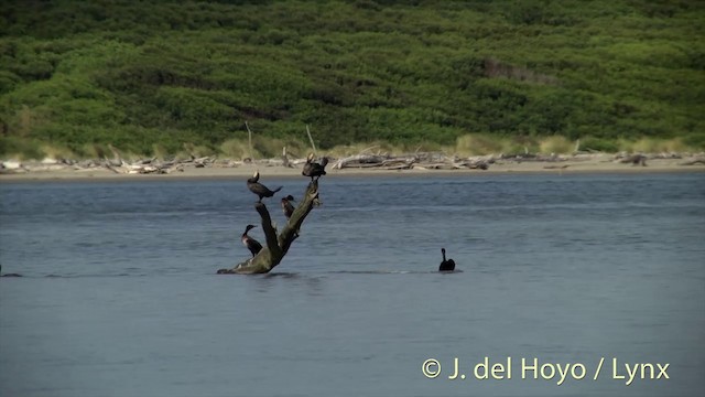 Kormoran (novaehollandiae) - ML201444131