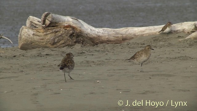 Chorlito Dorado Siberiano - ML201444141