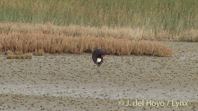 Australasian Swamphen - ML201444171