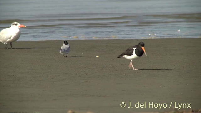 Common Tern (longipennis) - ML201444181