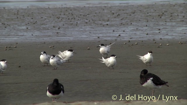 White-fronted Tern - ML201444191