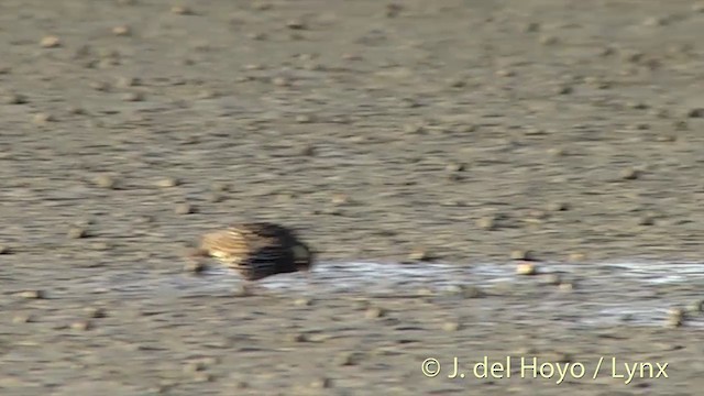 European Starling - ML201444221