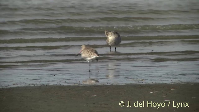 Bar-tailed Godwit (Siberian) - ML201444231