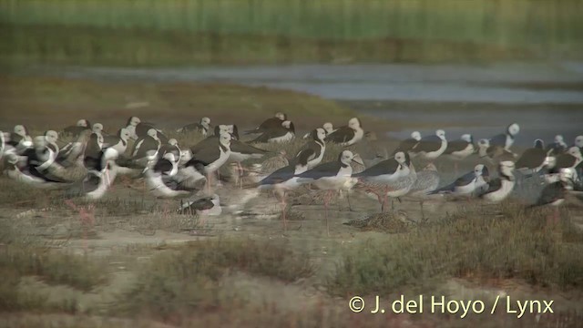 Bar-tailed Godwit (Siberian) - ML201444251