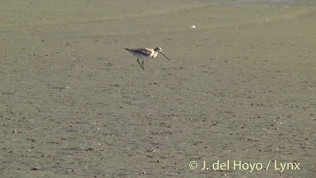 Bar-tailed Godwit (Siberian) - ML201444261