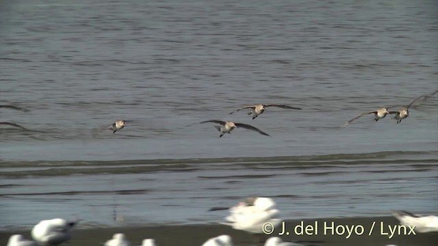 Bar-tailed Godwit (Siberian) - ML201444281