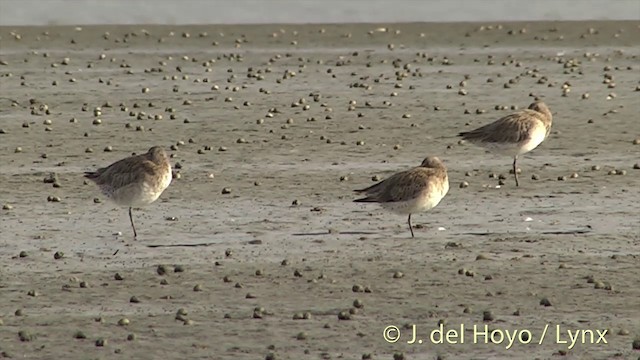 Bar-tailed Godwit (Siberian) - ML201444291