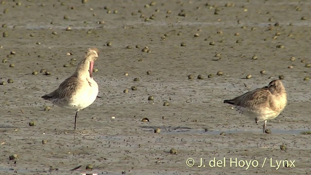 Bar-tailed Godwit (Siberian) - ML201444301